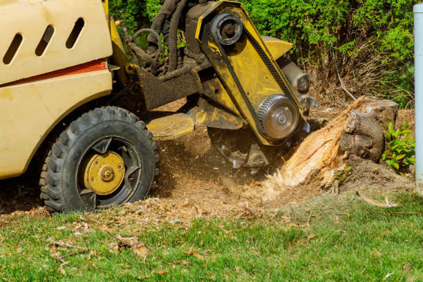 Best Best Tree Removal Services  in Del Rio, CA